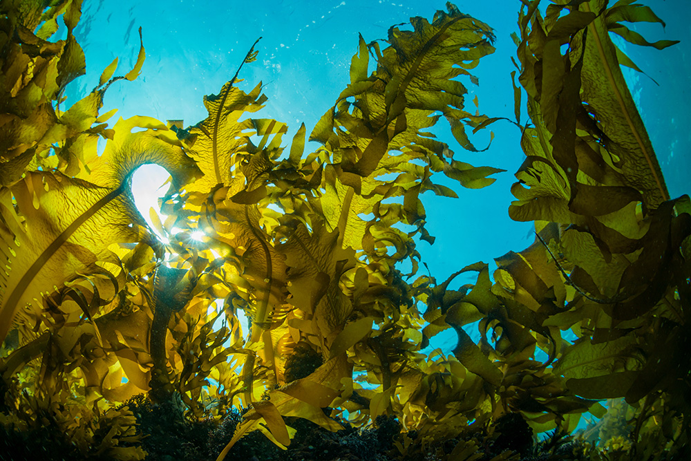 Large-scale seaweed cultivation study highlights opportunities and challenges for carbon removal