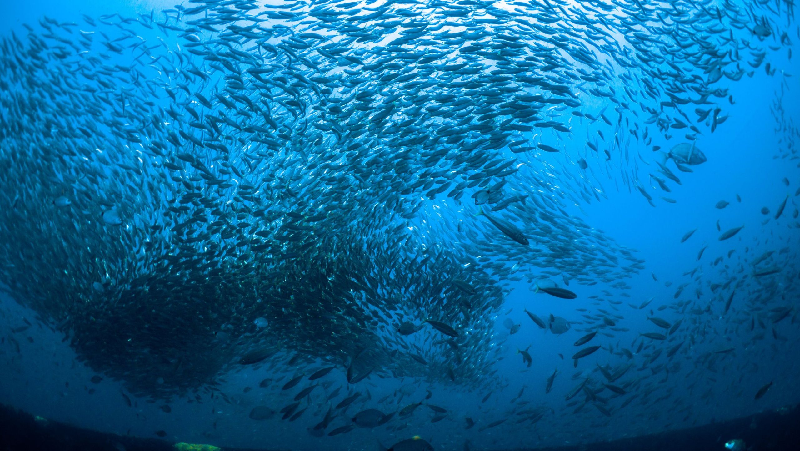 North Atlantic fisheries could face new risks from ocean circulation collapse